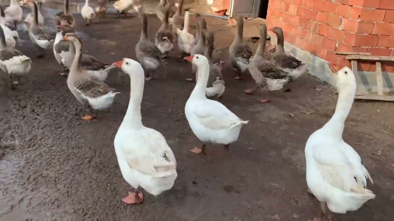 Kaz dünyası #goose