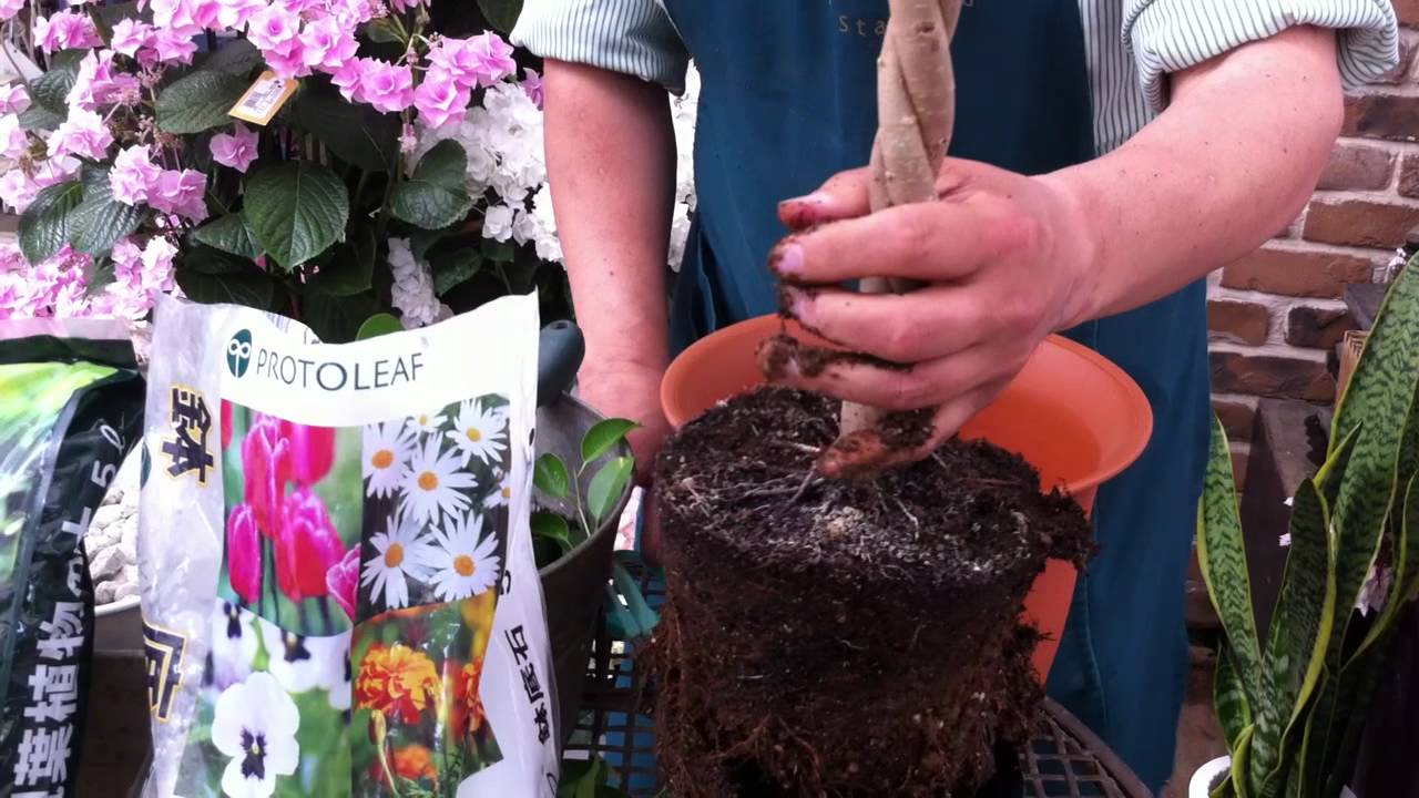 ベンジャミンの育て方・日常管理 株の植替えとリフレッシュ