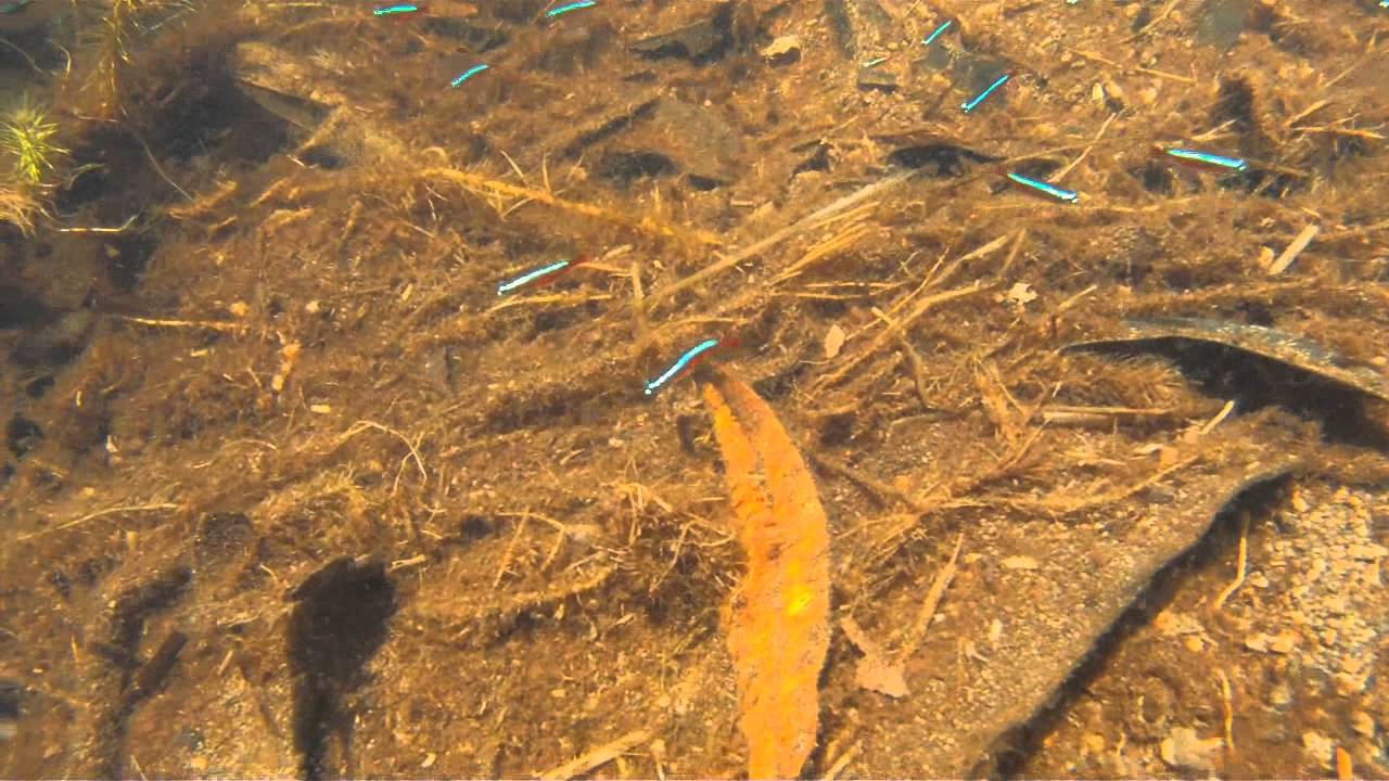 Ornamental fishes in Igarape Cajari, a tributray of Rio Caurés, Amazonas, Brazil
