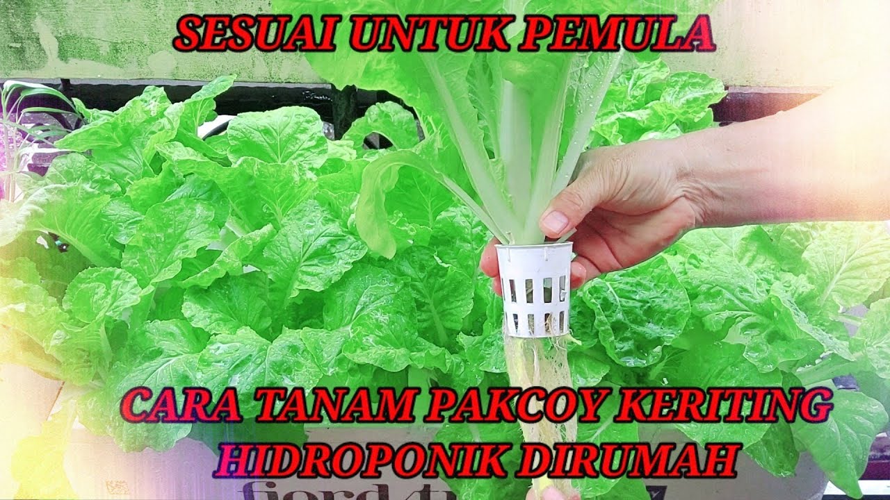 🌴 How To Plant Pakcoy Keriting Hydroponik At Home | Cara Tanam Pakcoy Keriting Hidroponik Dirumah