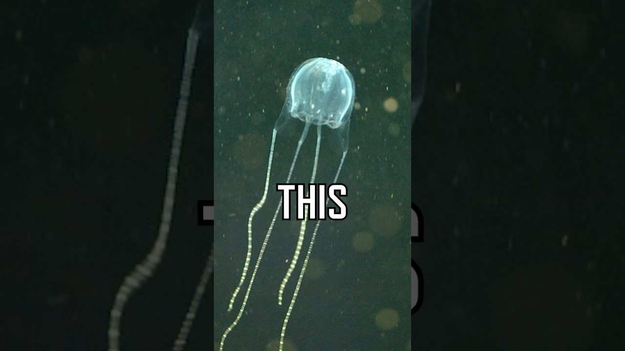 Australia's most DANGEROUS Jellyfish