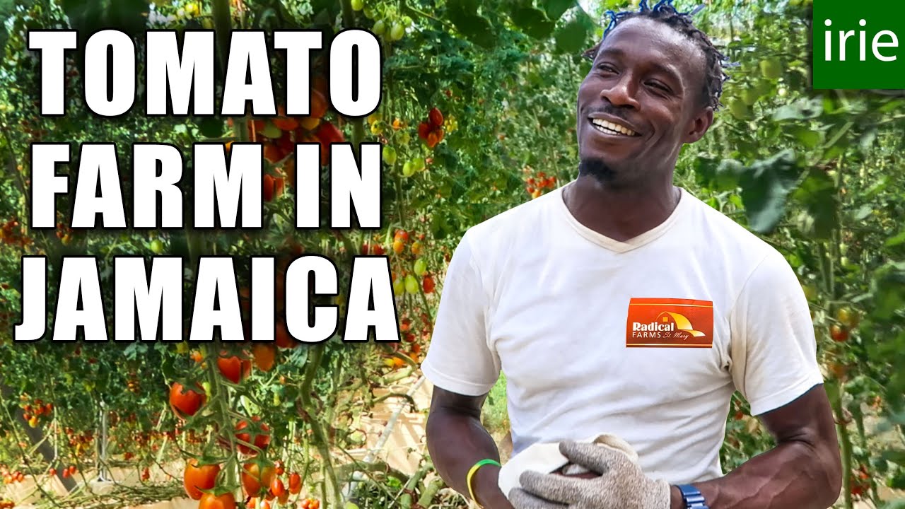 PRODUCT OF JAMAICA. The most delicious Jamaican Tomatoes. 🍅