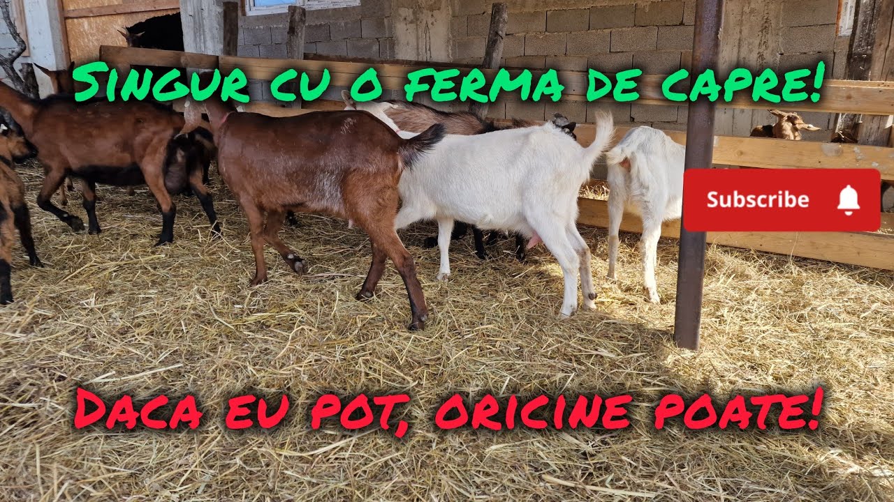 Singur cu o ferma de capre! Daca eu pot, oricine poate!