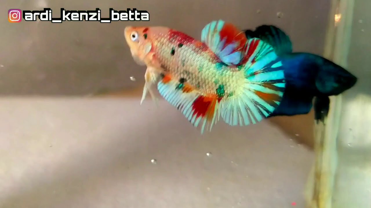 Serian terbaru || ikan cupang multicolor modern / candy rose gold