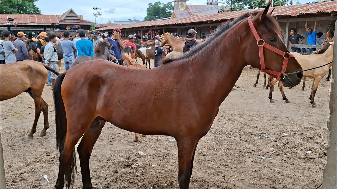 JENEPONTO HORSE MARKET: ONE OF THE BIGGEST IN INDONESIA | HORSE BUSINESS PART 1