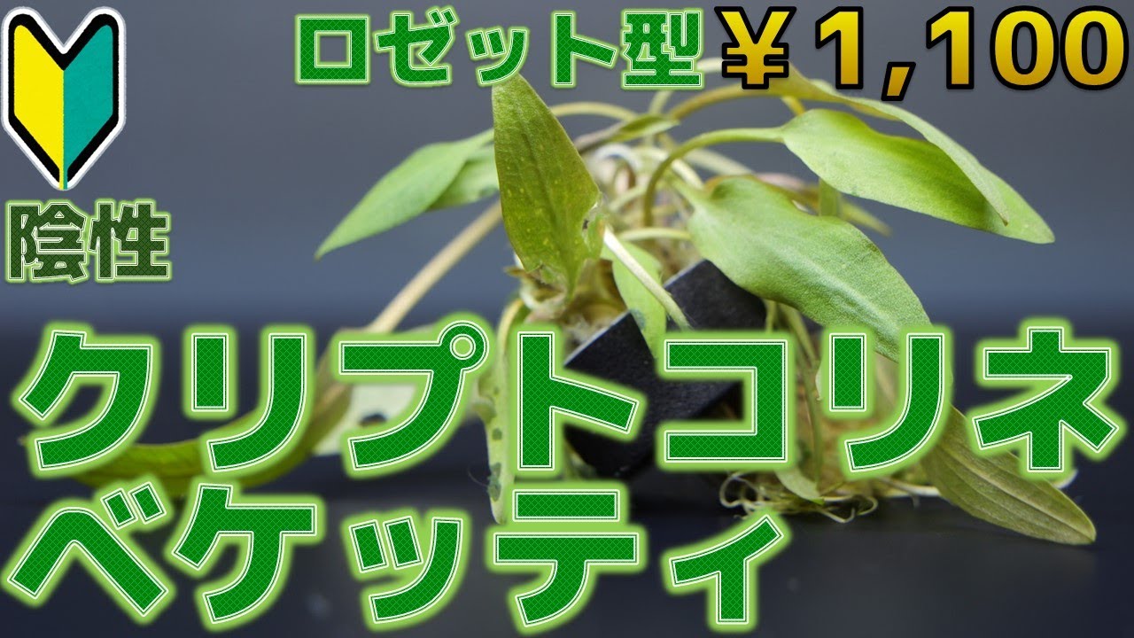 【水草紹介】水槽育成の中で最も適しているクリプトコリネの仲間。クリプトコリネ・ベケッティ【ふぶきテトラ】