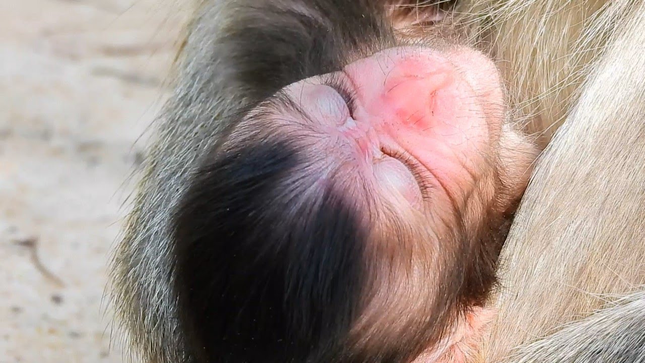 Good Sleeping Cute Baby Monkey Goldie And Care By Young Mom Monkey Ginger