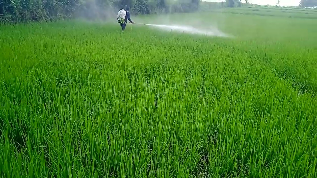 spraying insecticide to rice plants