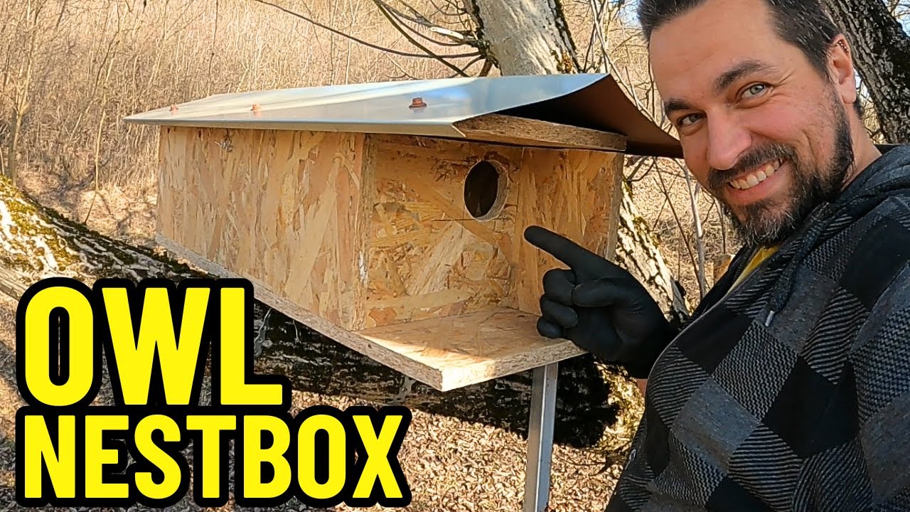 How to Build a Secure Little Owl Nest Box