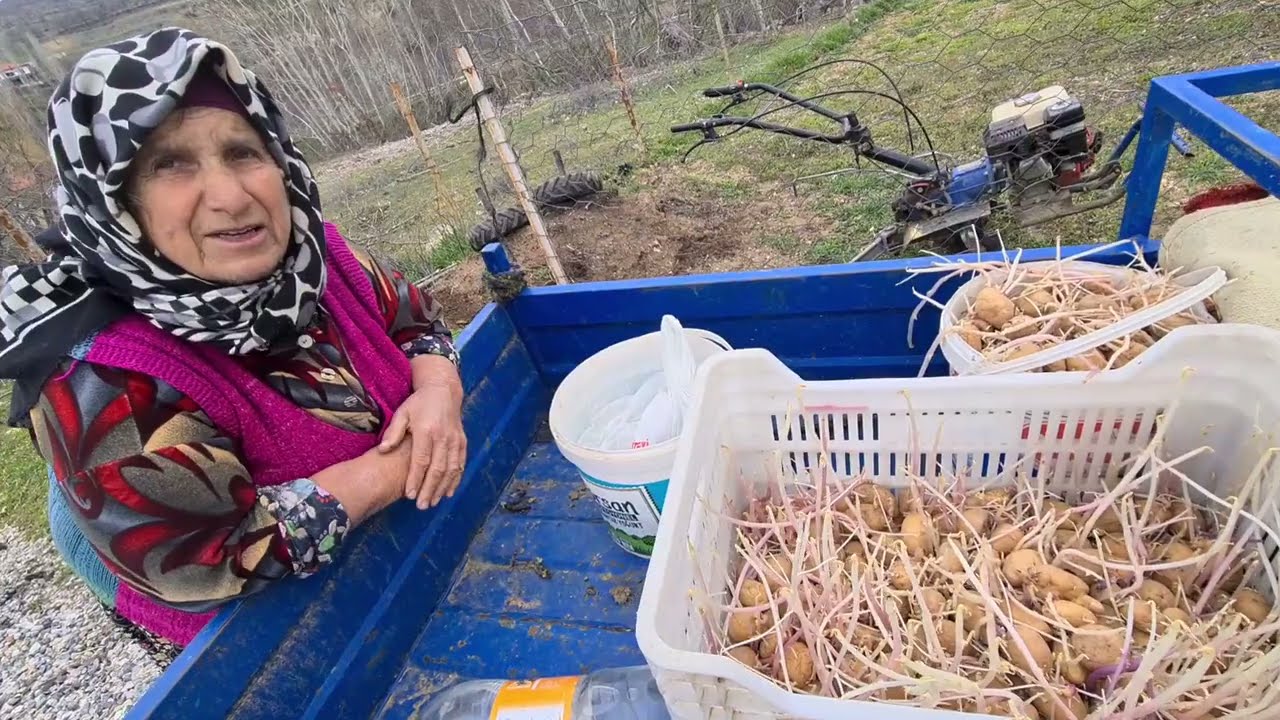 KÖYDE DOĞAL PATATES EKİMİ | YAŞ 66 YÖRÜK KADINI AYŞE HALA PATATESİ BÖYLE EKİN VERİM 2 KAT ARTACAK ✅