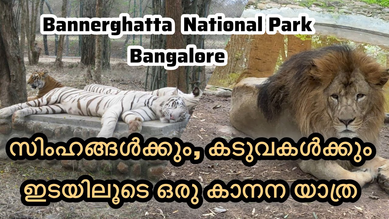 “Wildlife Adventure at Bannergatta National Park|Safari Experience |Bangalore”