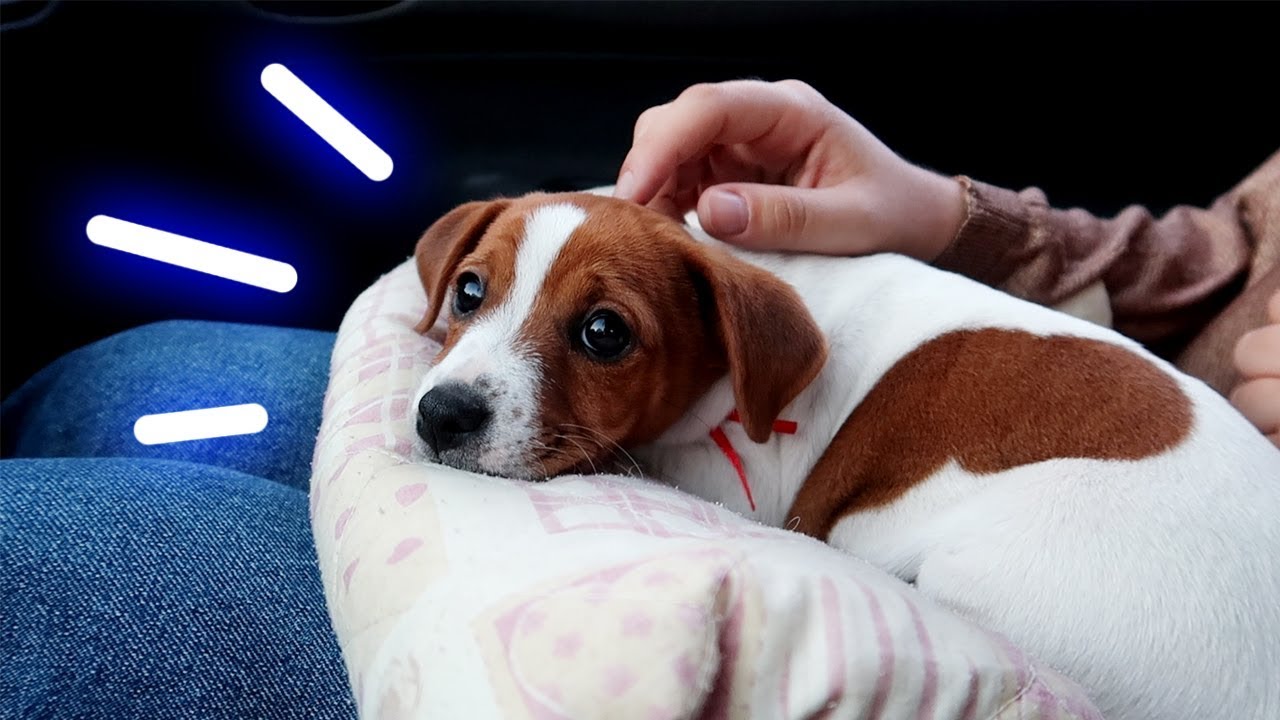 J'AI ADOPTÉ UN CHIEN