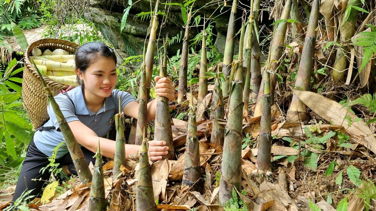 Harvest Bamboo shoots Going to the market to sell & How to Process and Make Sour Bamboo shoots