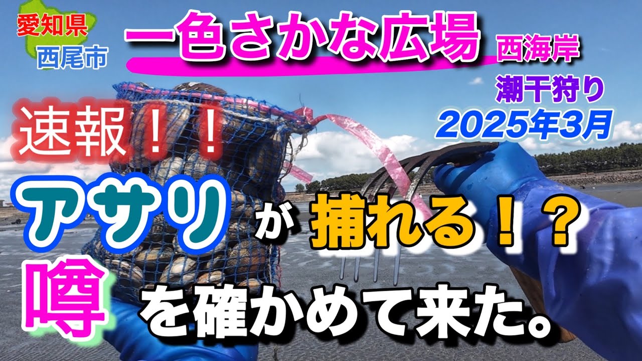 速報！ここにはまだアサリが居るらしいので、確認して来た。