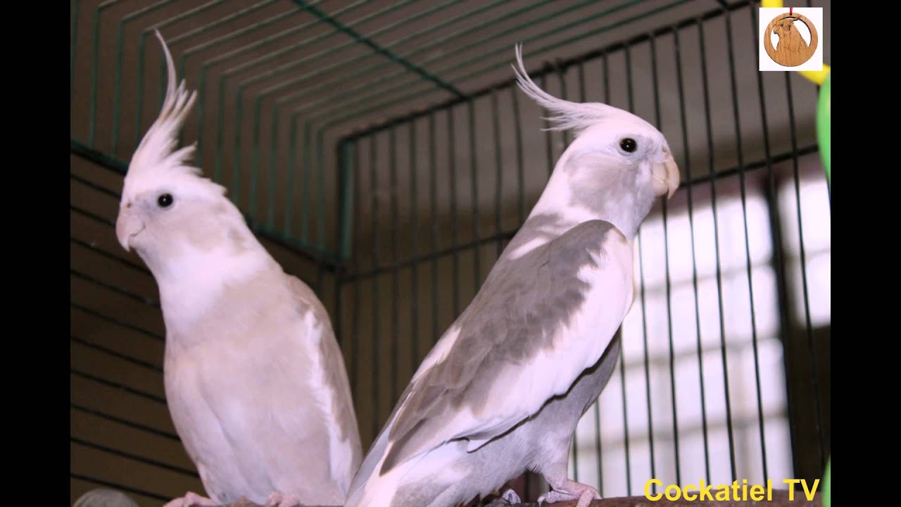 Обучение кореллы петь песню из Семейки Адамсов. Teaching cockatiel.
