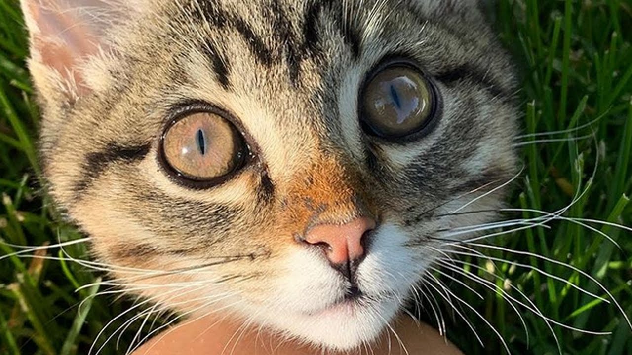 Meet Achilles, The Two-legged Kitten Who Survived Suspected Abuse And Found A Great Family!
