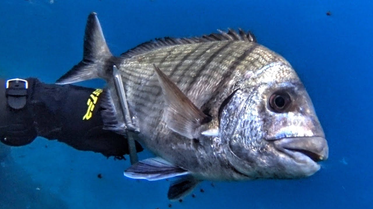 👀 ΣΑΡΓΟΣ ΓΙΓΑΣ ΣΤΑ ΡΗΧΑ!! - A BIG SARGO IN SHALLOW WATERS!!