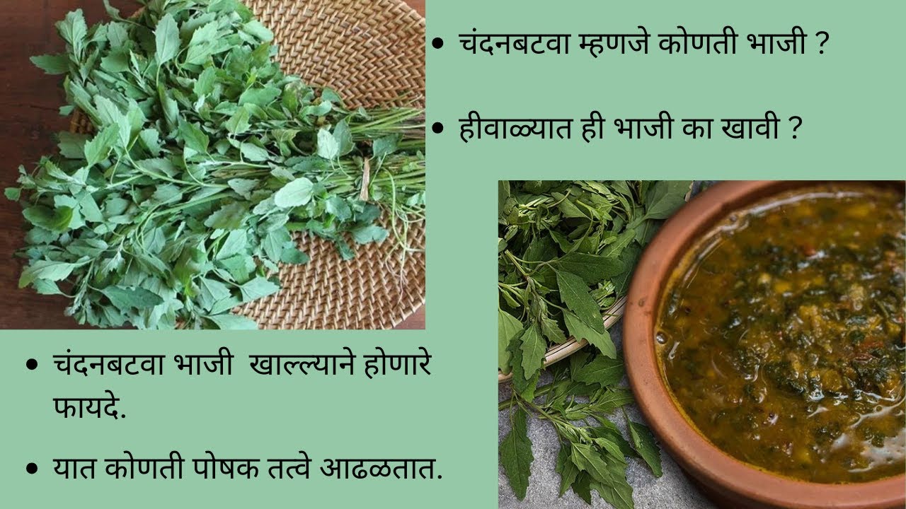 चंदनबटवा म्हणजे कोणती पालेभाजी/हीवाळ्यात ही भाजी का खावी/चंदनबटवा खाल्ल्याने मिळणारे फायदे