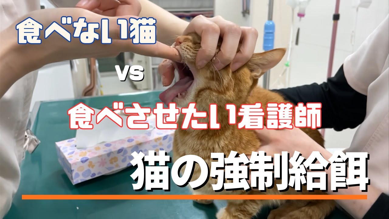 猫の強制給餌　食べない猫 VS 絶対に食べさせたい看護師