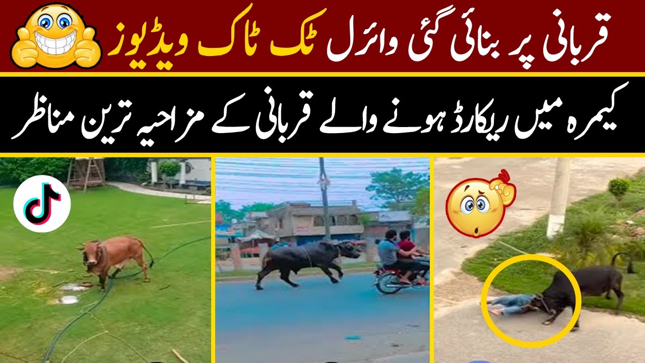 Qurbani Funny Video 2025 | Eid ul azha Funny Moments Caught On Camera | Anari Qasai Videos | PART 3