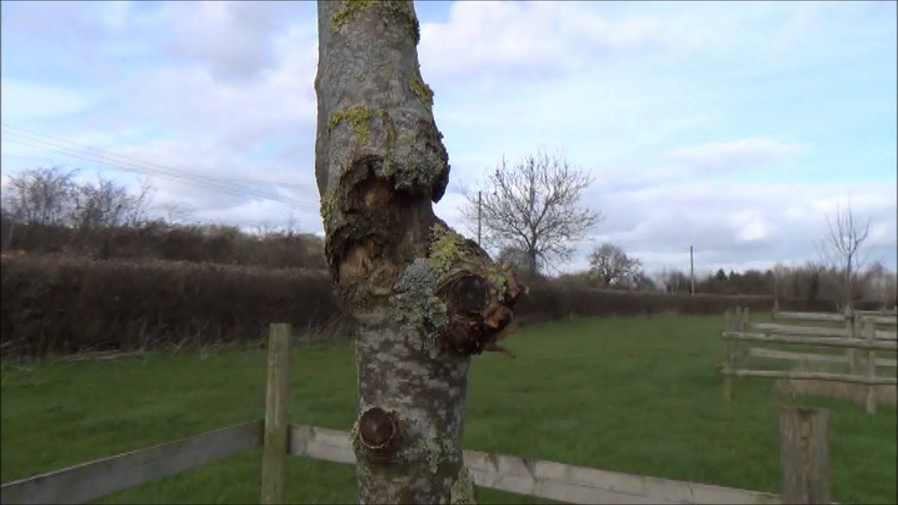 canker in the new orchard