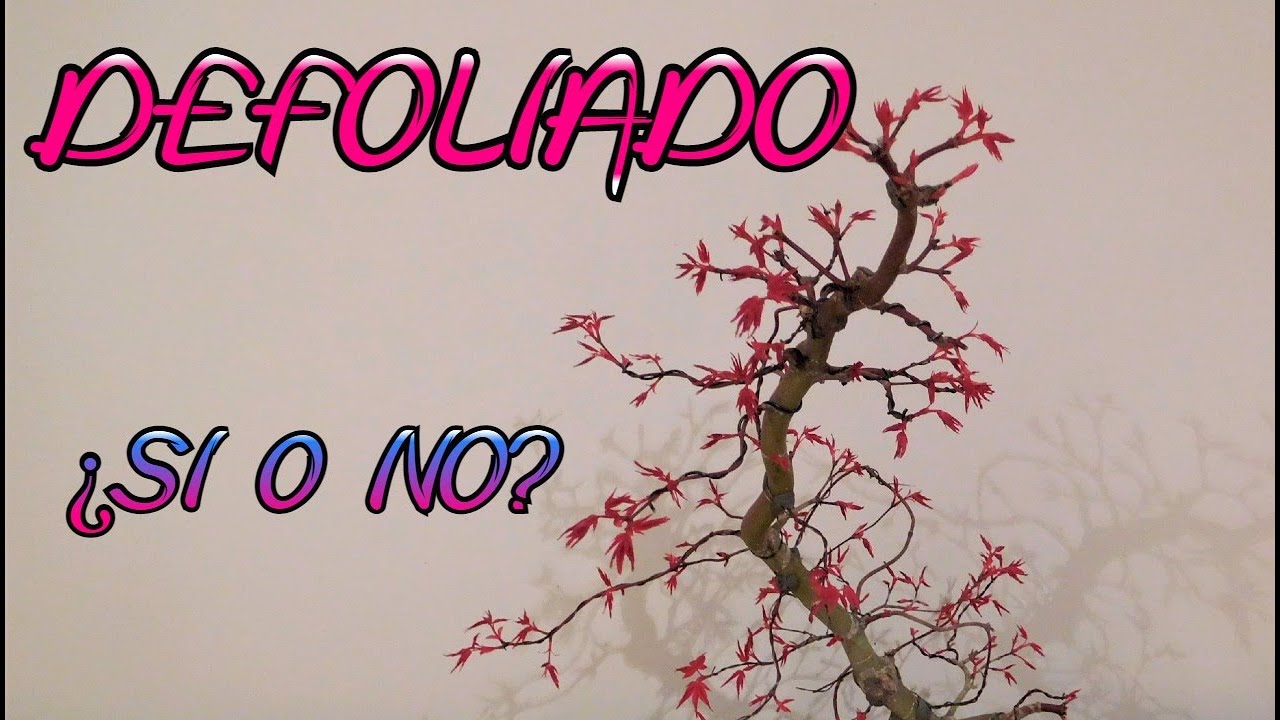 Defoliado en Acer Palmatum.