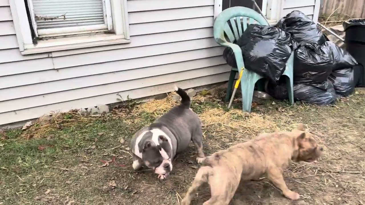 Blowout Prepost Christmas Specials On American Pocket Bullies #puppy #cutedog #juice #doggielife 