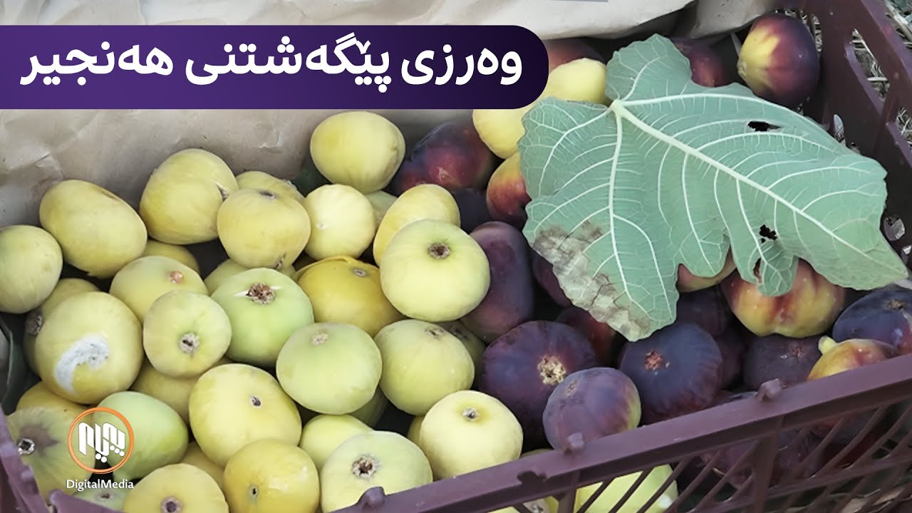 هەڵەبجە - وەرزی پێگەشتنی هەنجیر