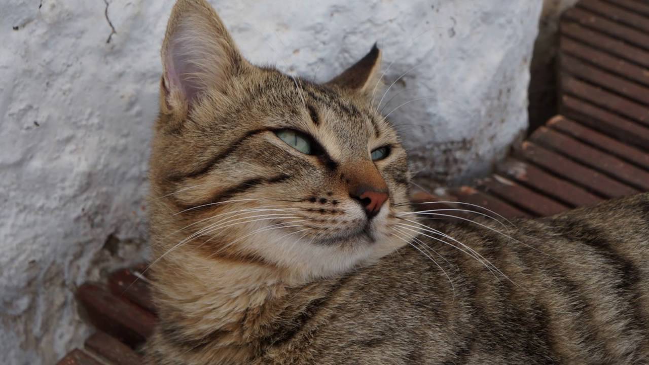 cats of Cyprus (sony alpha 3000)