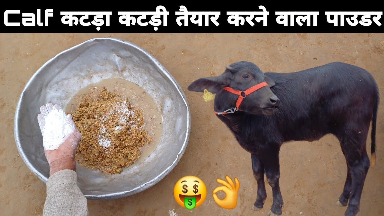 No.1 formula to prepare katda katdi in one year | कटडा कटडी एक साल में तैयार करने का No.1 फार्मूला