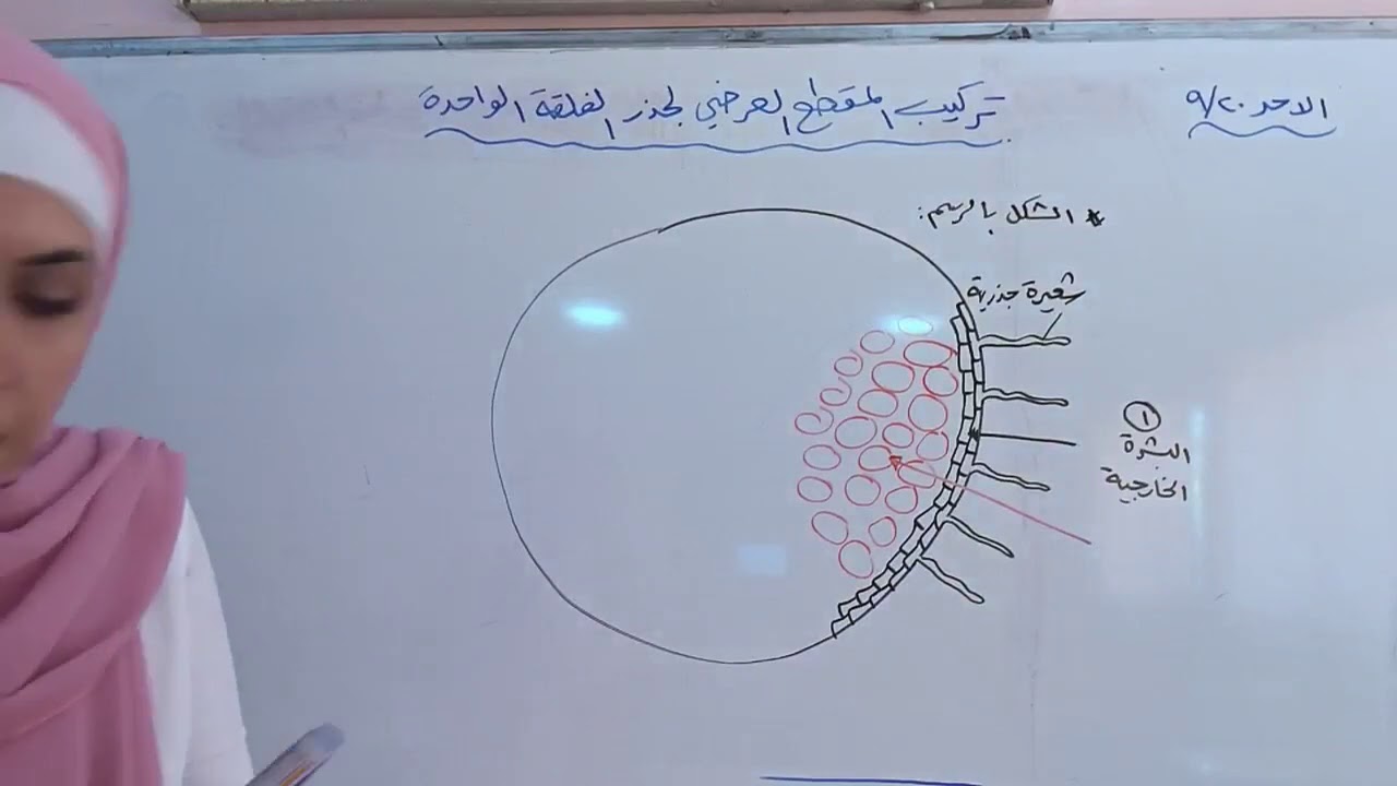 ا ث ع احياء/ المقطع العرضي لجذر الفلقة الواحدة