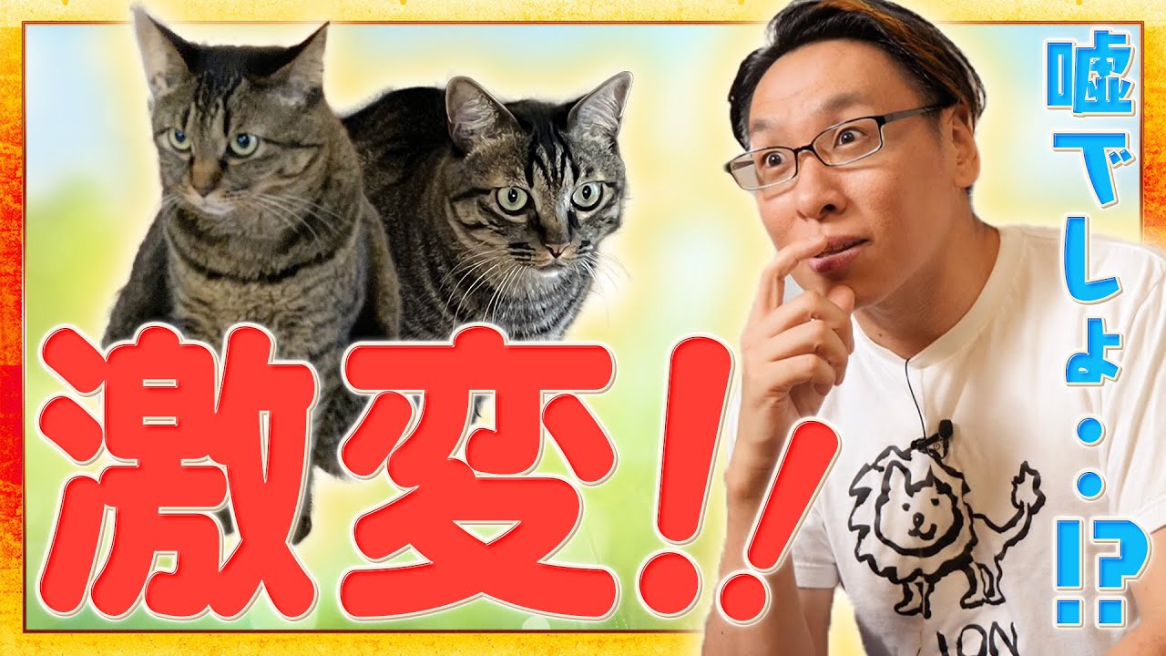 【動物とお話し】猫2匹と話したらその後の変化が凄かった