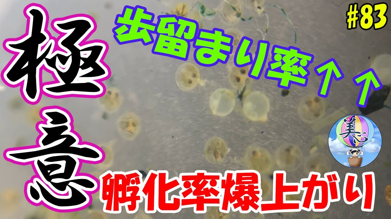 孵化率爆上がり♪歩留まり率アップの極意！！【目指せ群泳】＃８３ ～美心めだか～