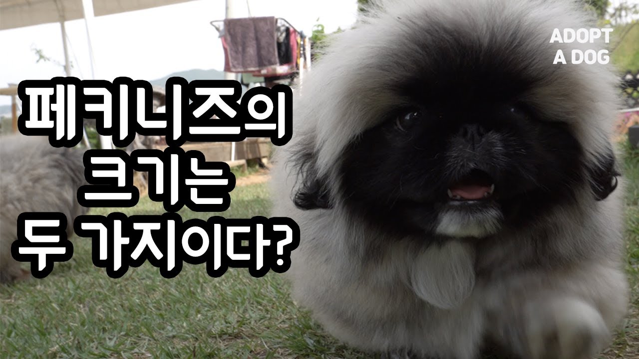 페키니즈의 크기는 두 가지 이다? 페키니즈는 운동을 적게 시켜야한다?/ 어돕어독 페키니즈 토토러브페키니즈 입양편