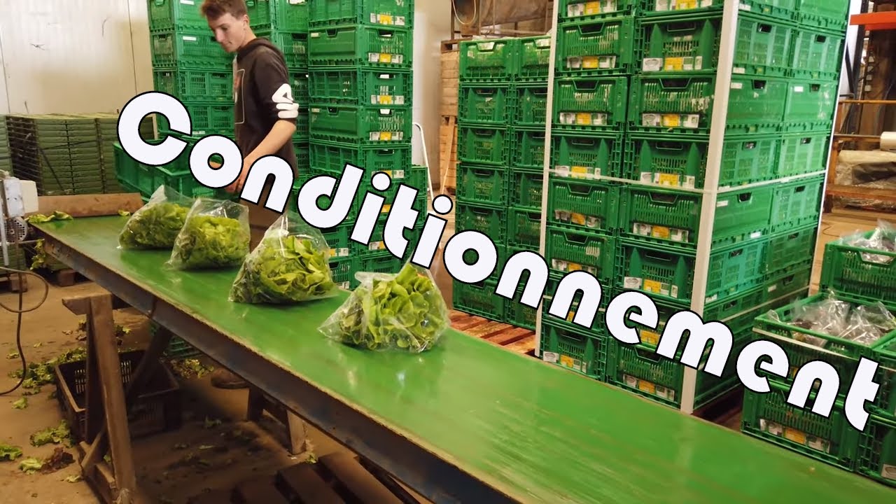 Conditionnement de nos salade en bio
