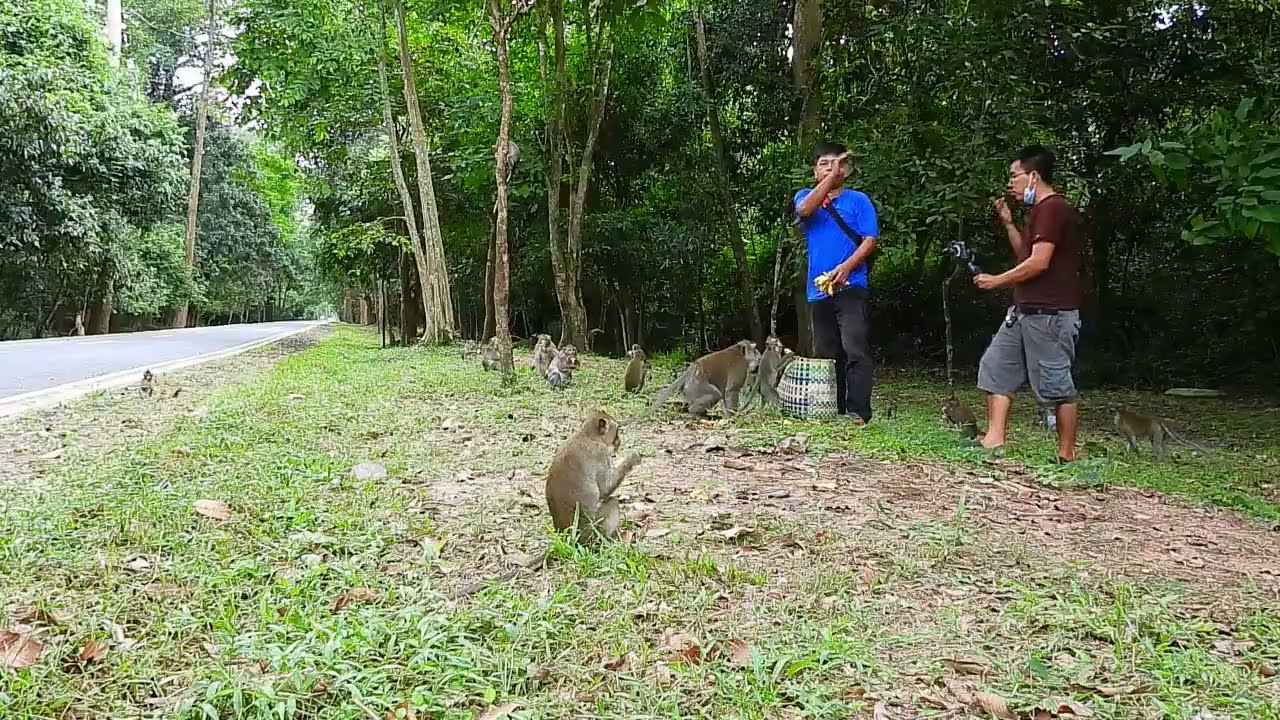 All monkeys are Khmer  We need to feed them because this is the fruitless season #monkey grab #anima