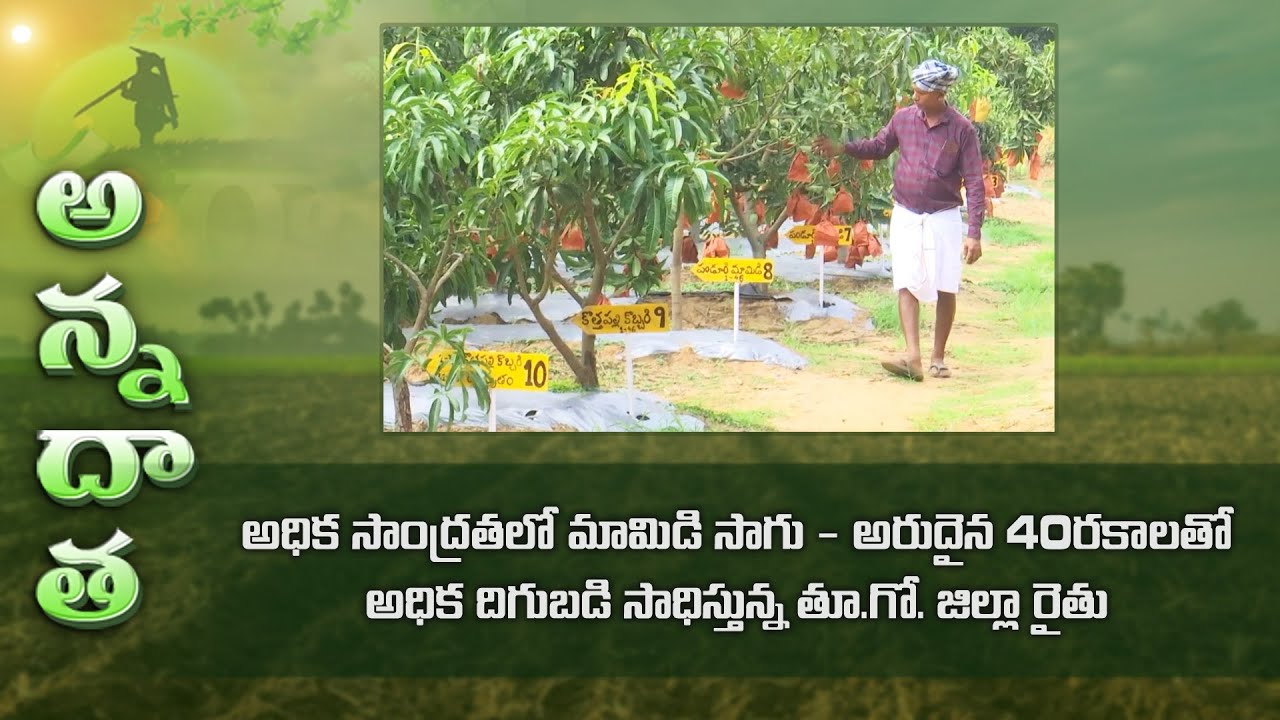Mango high density farming with 40 rare varieties by East Godavari farmer | ETV