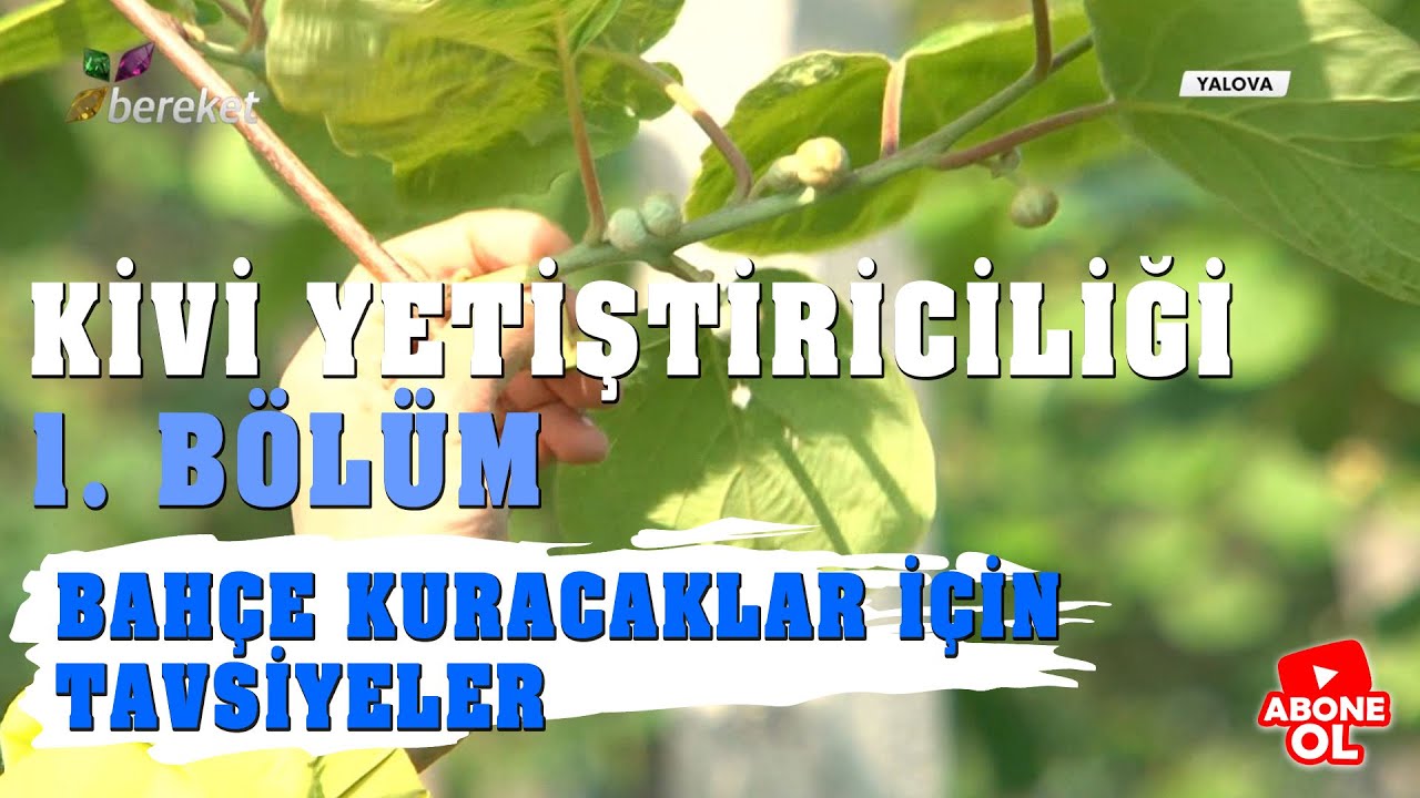 Tarım Sözlüğü | Kivi Yetiştiriciliği 1. Bölüm Bahçe Kuracaklar İçin Tavsiyeler