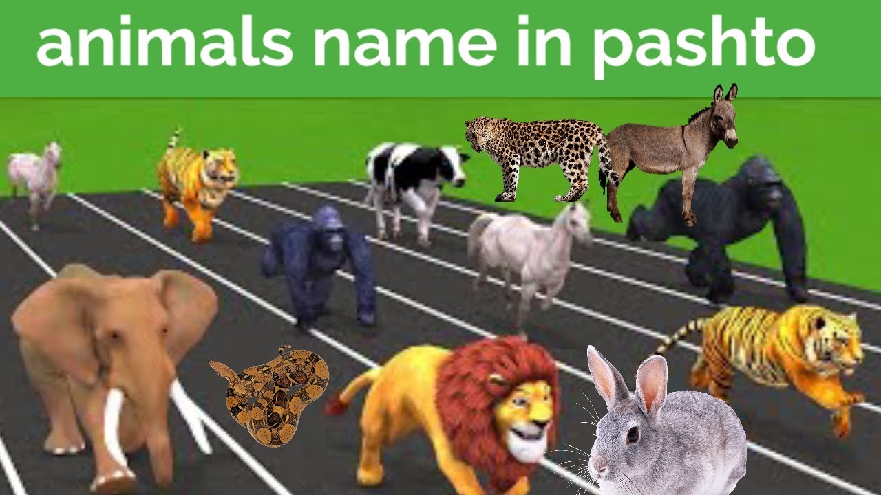 Animals names in Pashto/animals names/animals/learn animals/animals vocabulary in Pashto