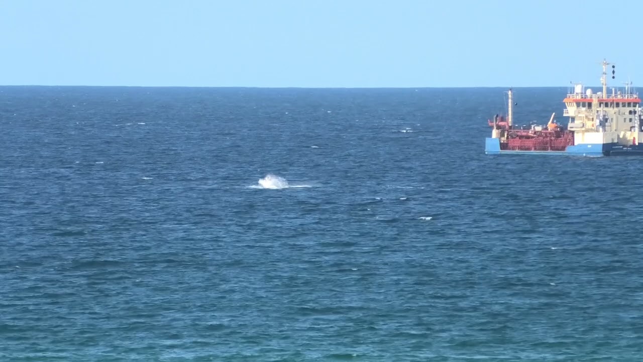 Kirra Qld Australia humpback whales