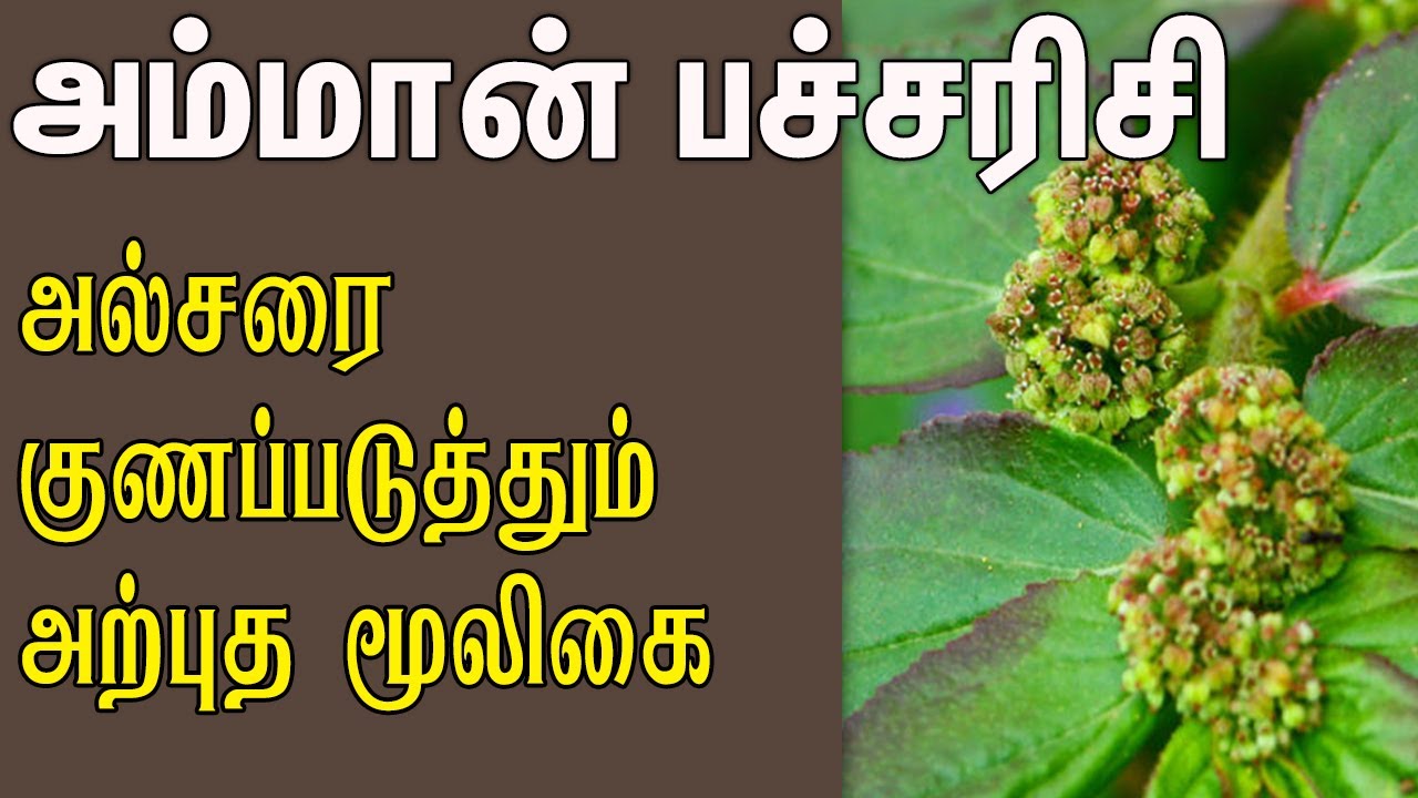 அல்சரை குணப்படுத்தும் அற்புத மூலிகை : அம்மான் பச்சரிசி Velicham Tv Entertainment