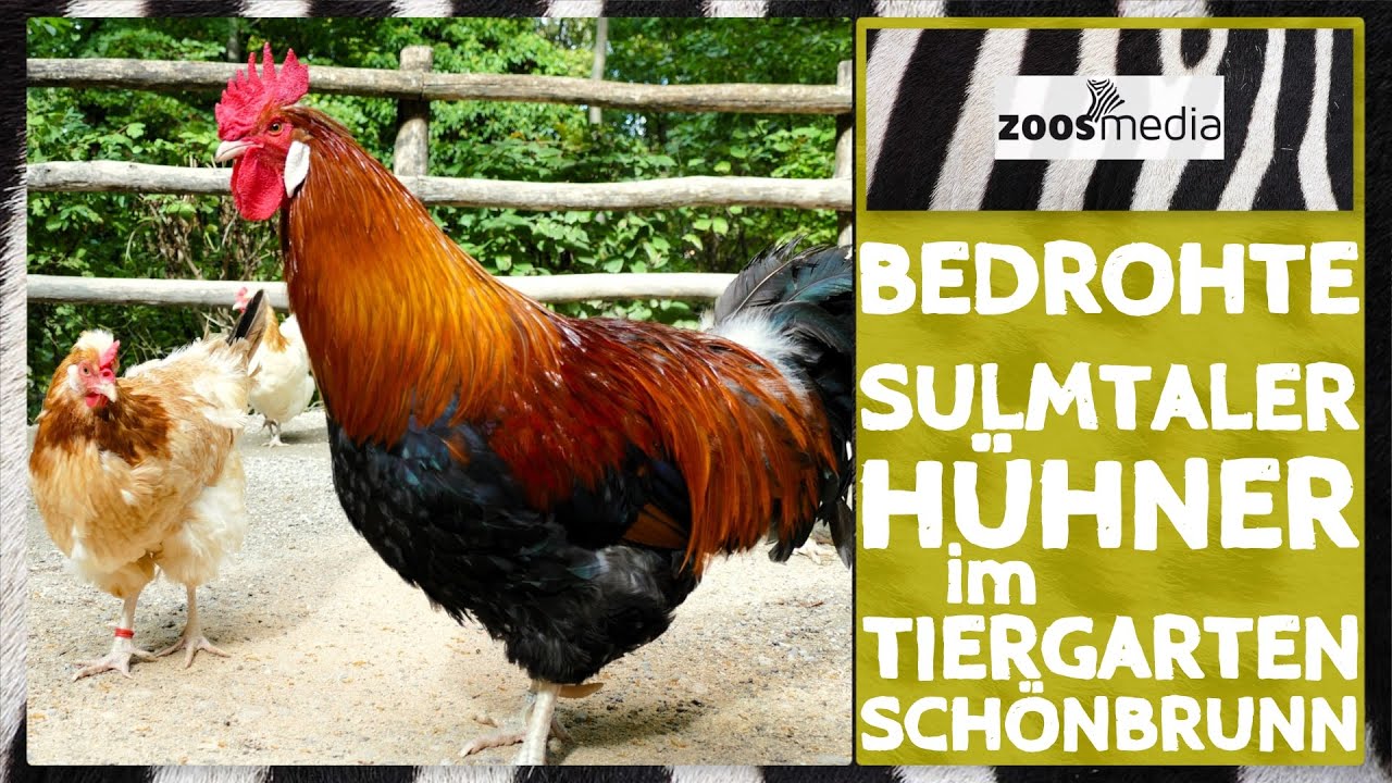 Zoo Vienna: Sulmtaler HÜHNER auf dem Tiroler Hof 🐣 | zoos.media