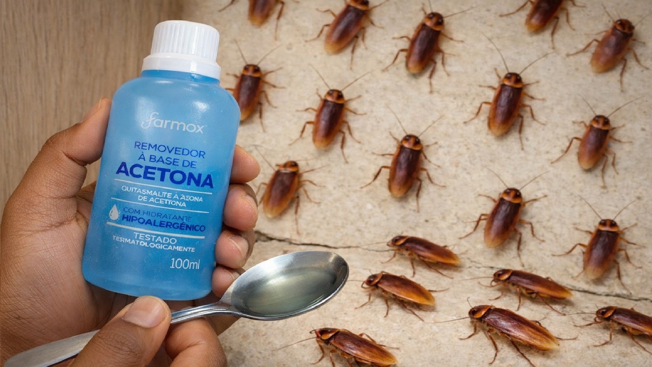 Morria e não sabia: Vai sumir por anos formigas, baratas, muriçoca e todos insetos! use ACETONA😱