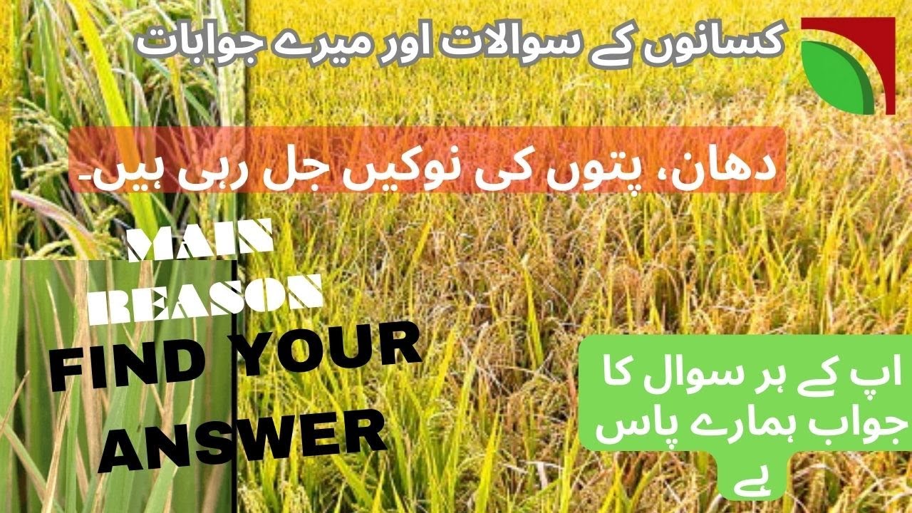 Rice Diseases| Bacterial Blight|ncrease Rice Per Acre yield Urdu|دھان، پتوں کی نوکیں جل رہی ہیں