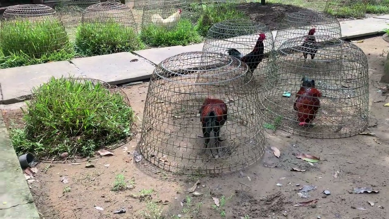 15/10 Gà Tơ