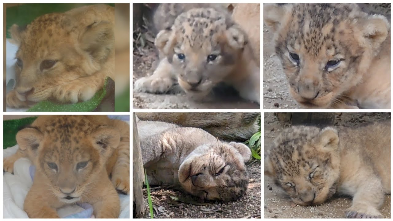 しろとり動物園　😺赤ちゃんライオン😻7月🦁2023年😸　　　　　　　　　　