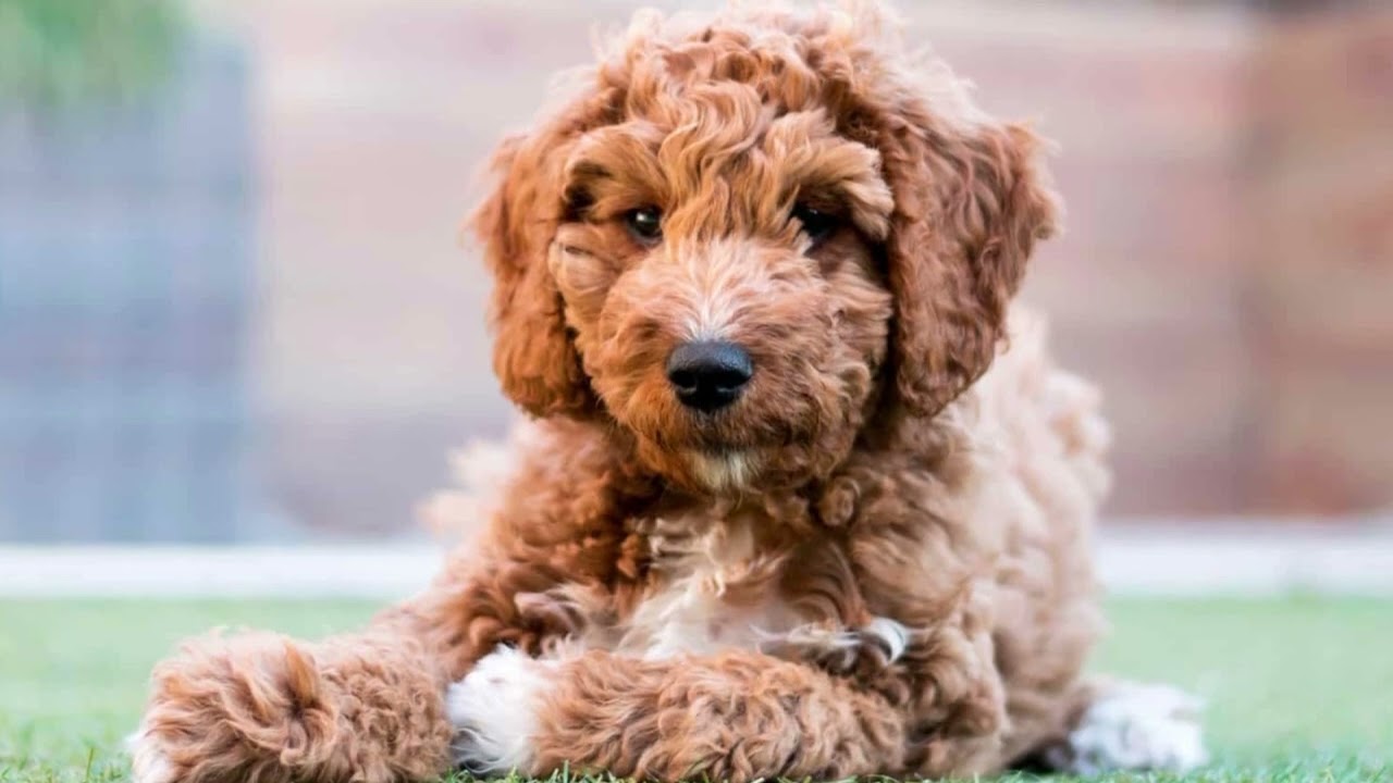 Petite goldendoodle full grown, petite goldendoodle puppy, petite goldendoodle at home