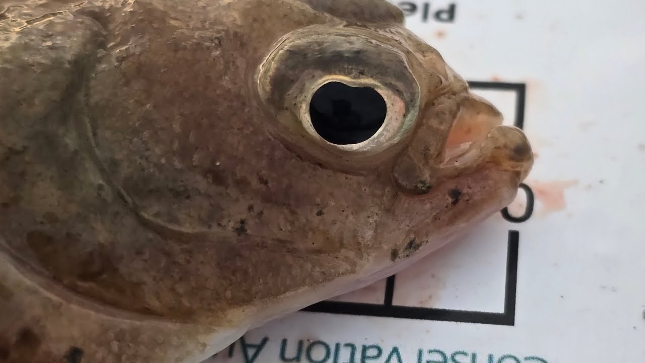 Flatty fishing Beltinge / Herne Bay January 2026 (bonus footage hythe southern circuit match) 