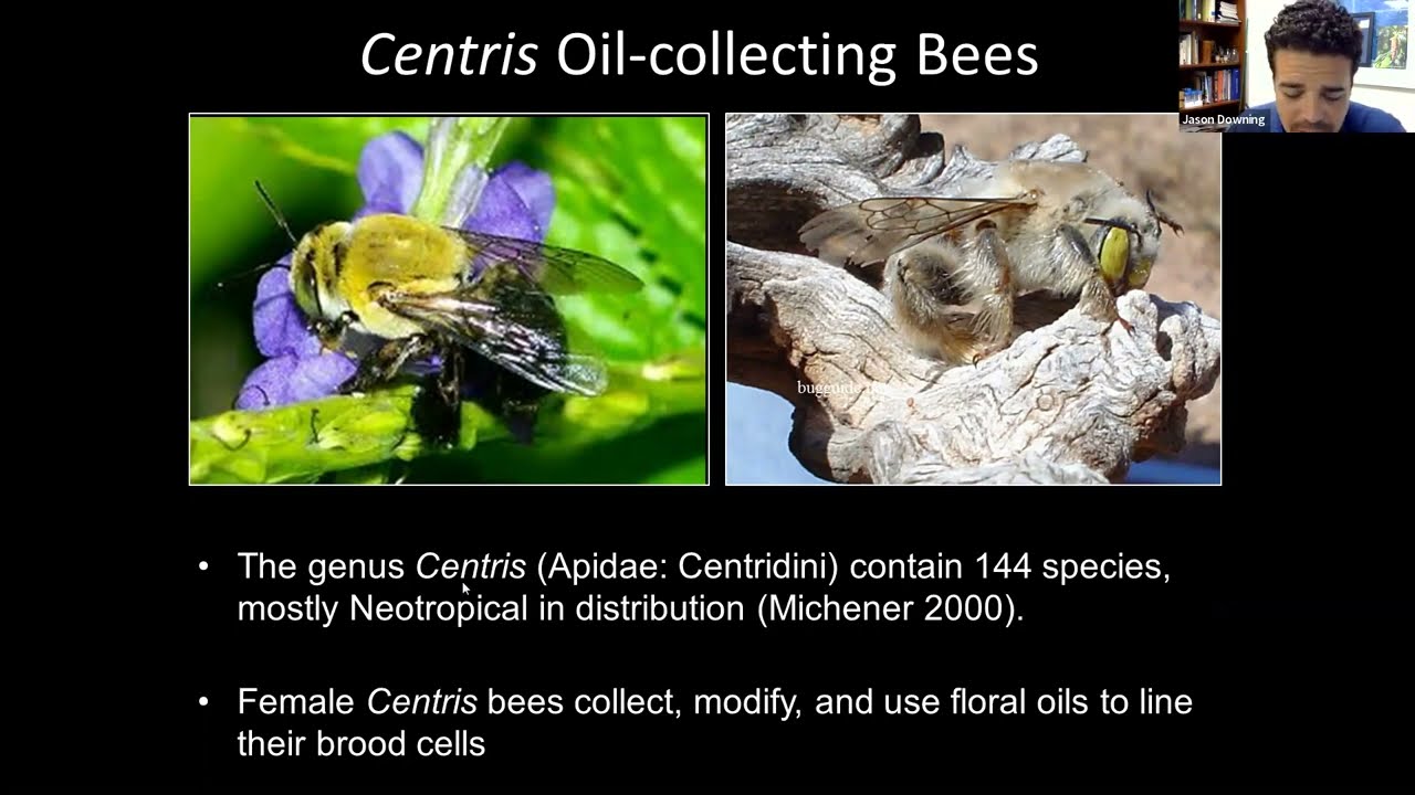 Awesome ecology of locustberry with Orchid Biologist Dr. Jason Downing