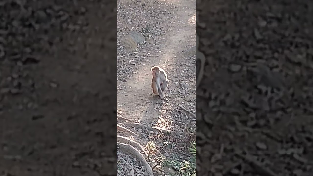 Monkey on Maclehose section 5 hong kong
